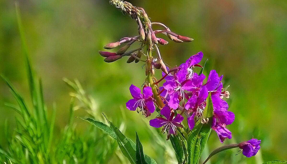 Fireweed RevitaProstis